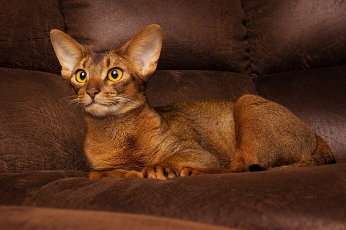абиссинская кошка сидит на диване