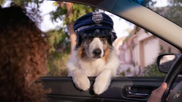 собака полицейский