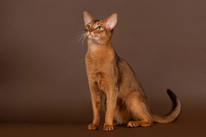 абиссинская кошка на коричневом фоне
