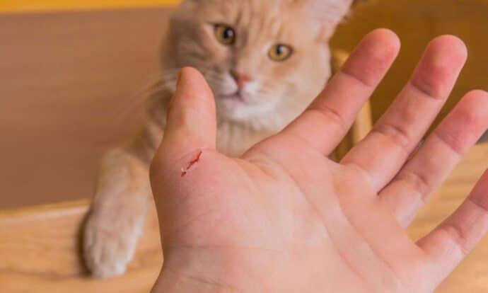 рыжий кот смотрит на руку