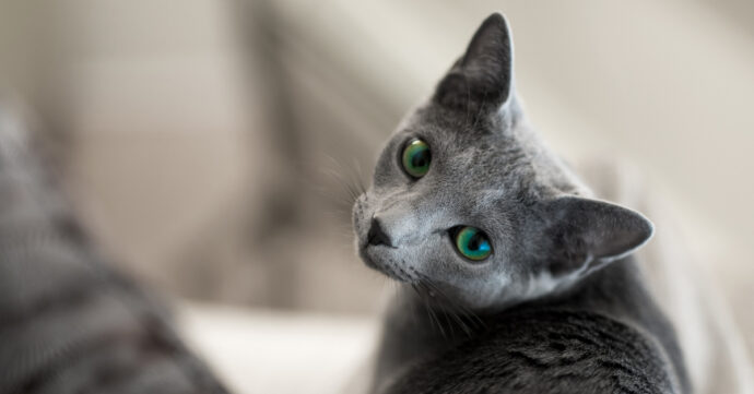 серая кошка с зелеными глазами