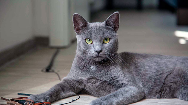 зеленоглазая кошка серого цвета
