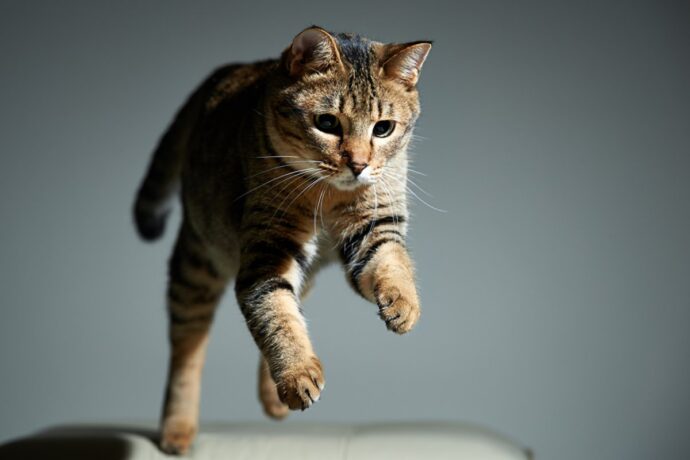 полосатый кот в прыжке