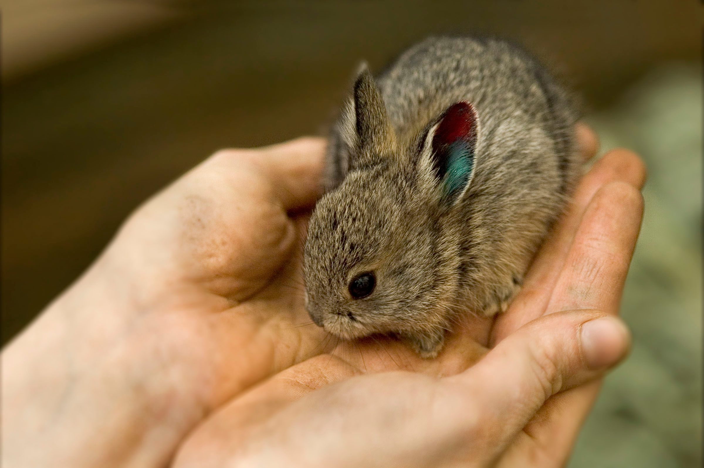 Порода маленьких кроликов. Айдахский кролик Пигмей. Айдахский кролик, кролик-Пигмей. Кролик-Пигмей самый маленький кролик в мире. Айдахский карликовый кролик.