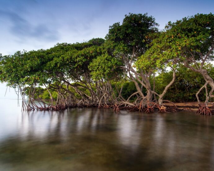 мангровый лес