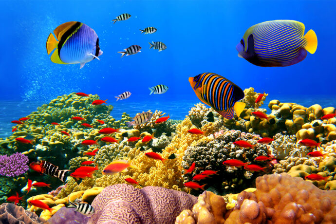 рыбки возле коралловых рифов