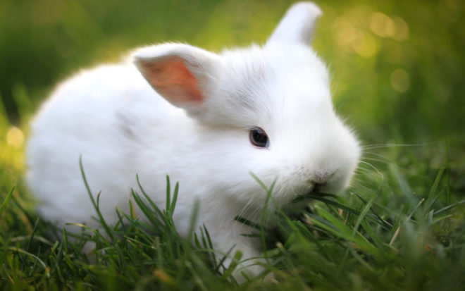 белый кролик породы гермелин