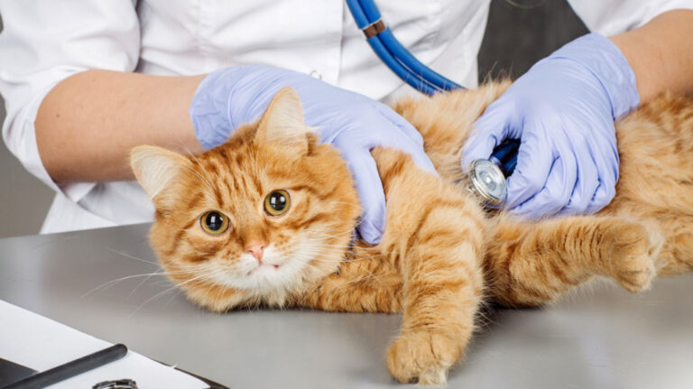 стерилизация кота