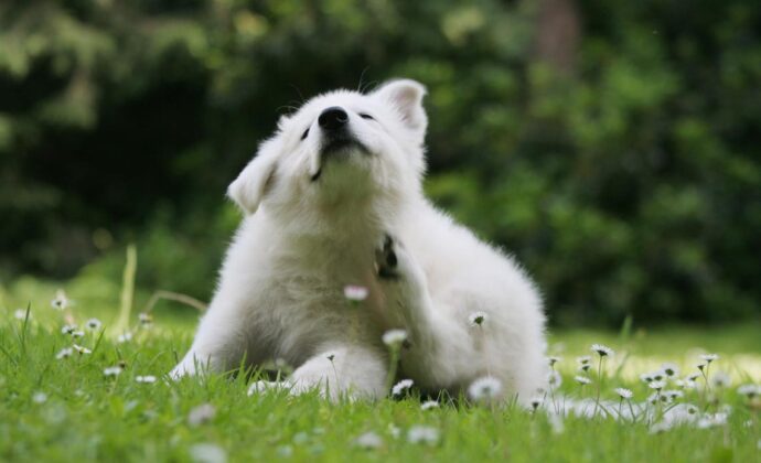 белый щенок чешется в траве