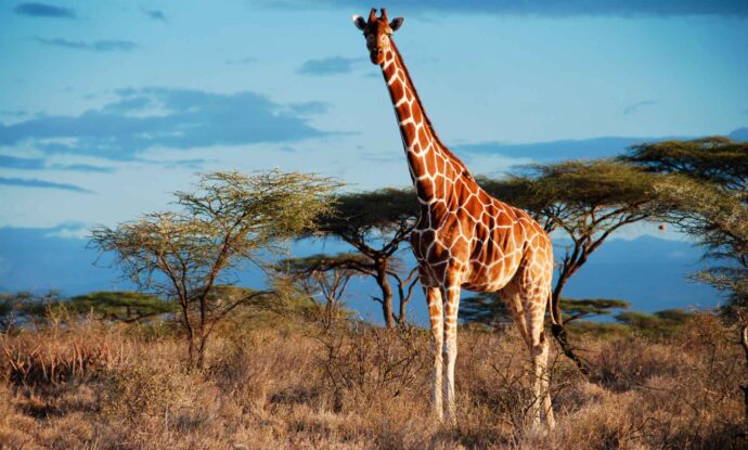 жираф в саванне
