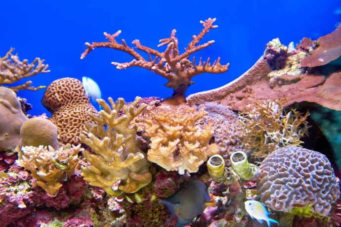 рифы под водой