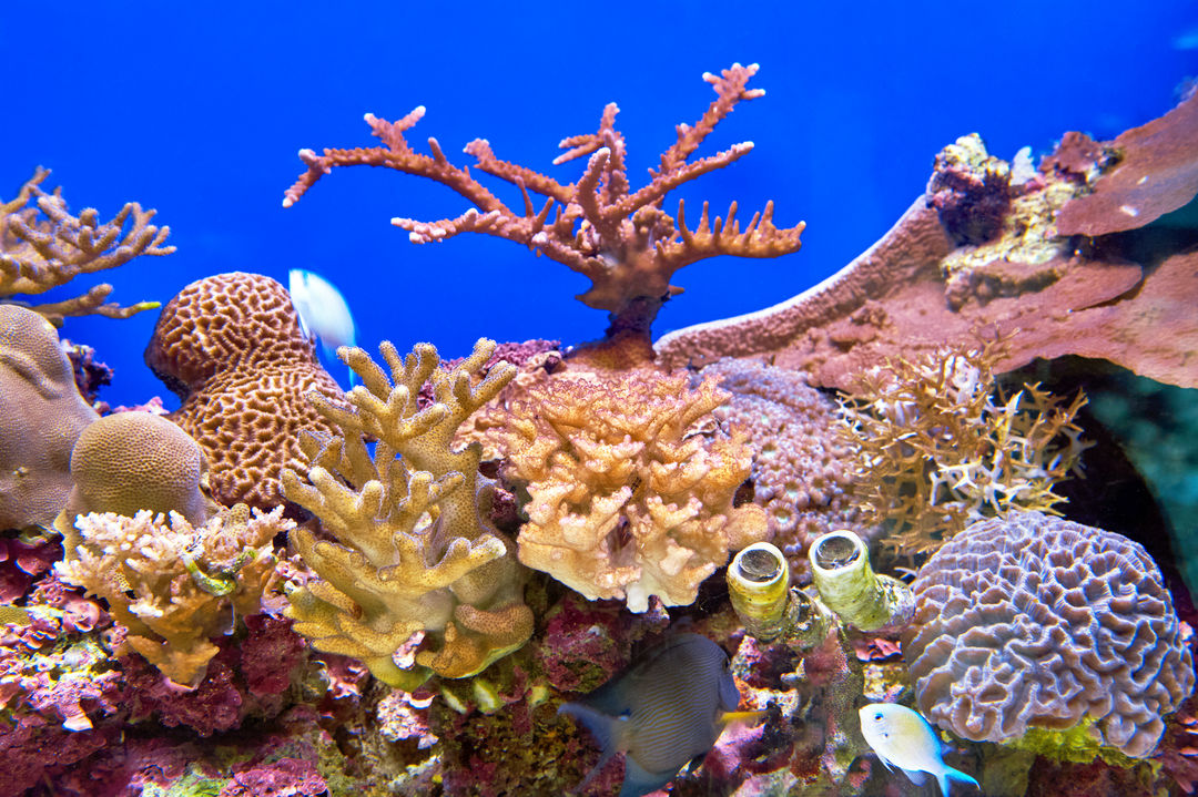 Коралловый риф отзывы. Эйлат коралловый риф. Эйлат кораллы. Коралловый берег Эйлата. Эйлат музей рифа.