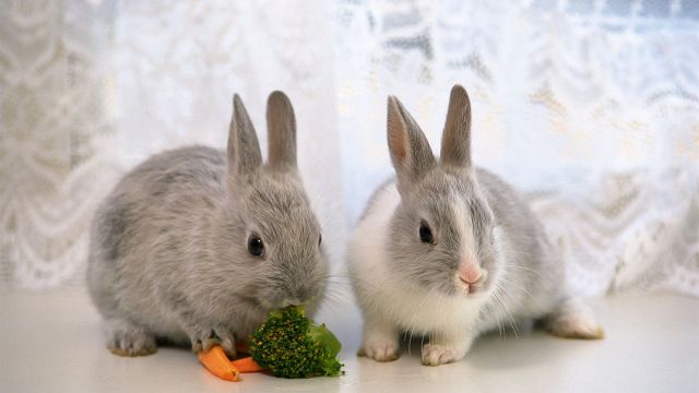 два серых кролика