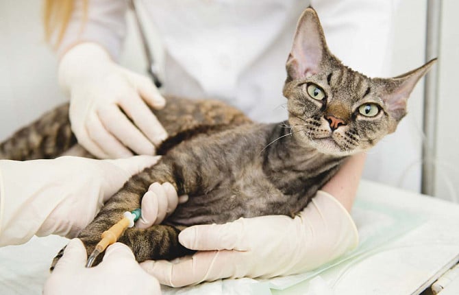полосатый кот в руках ветеринара