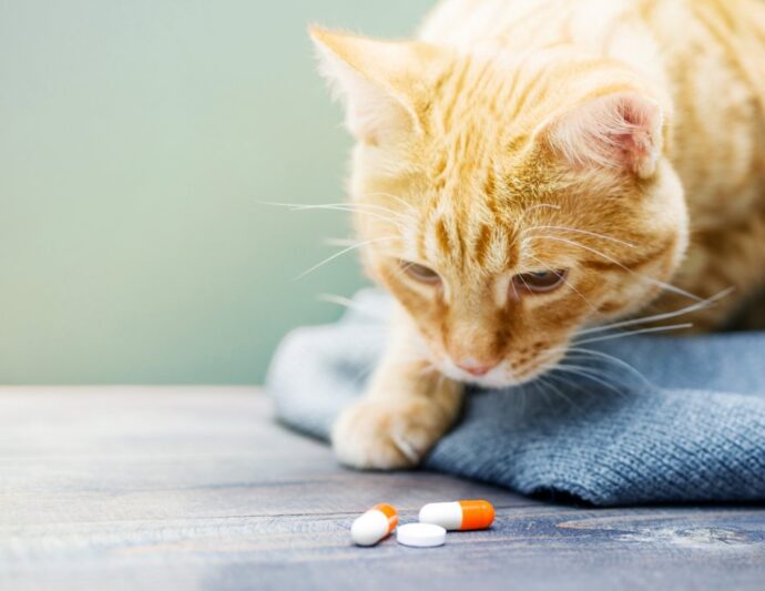 рыжий кот смотрит на таблетки