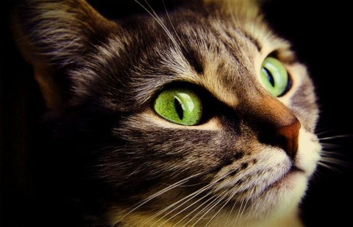 кошка с зелеными глазами