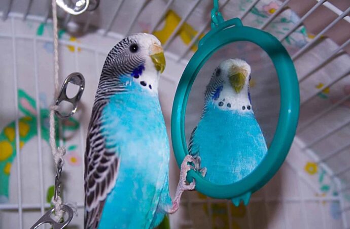 синий попугай смотрит в зеркало