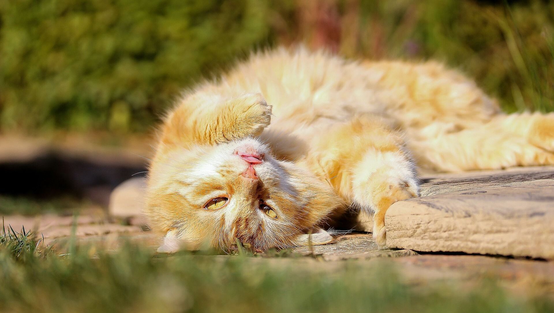 кошка на солнце