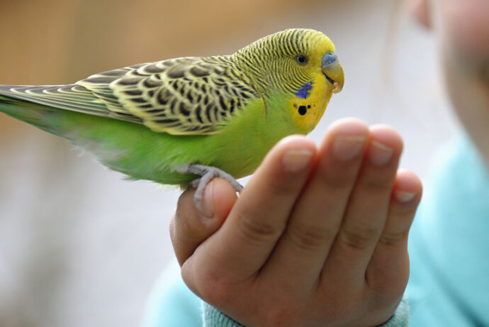 зеленый попугай сидит на руке