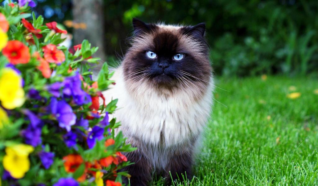 Гималайская кошка: Характеристика породы