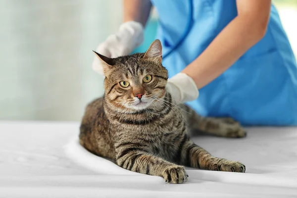 полосатый кот на приеме у ветеринара