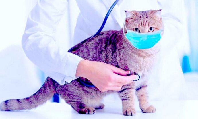 ветеринар слушает кота в медицинской маске