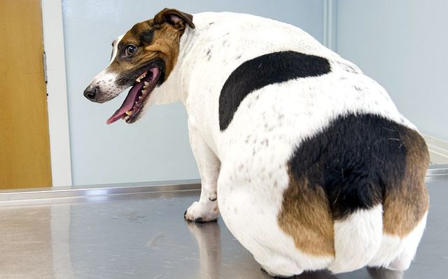 собака с ожирением