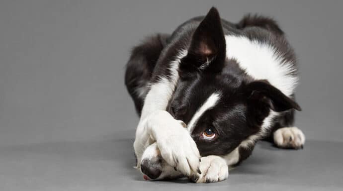 черно-белая собака закрывает нос лапой