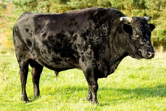 черная корова вагю
