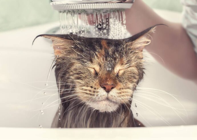 вода льется из душа на голову кошки