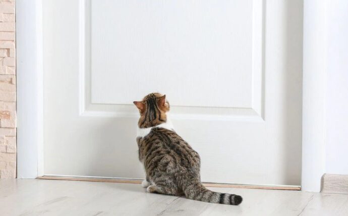 полосатая кошка перед закрытой дверью
