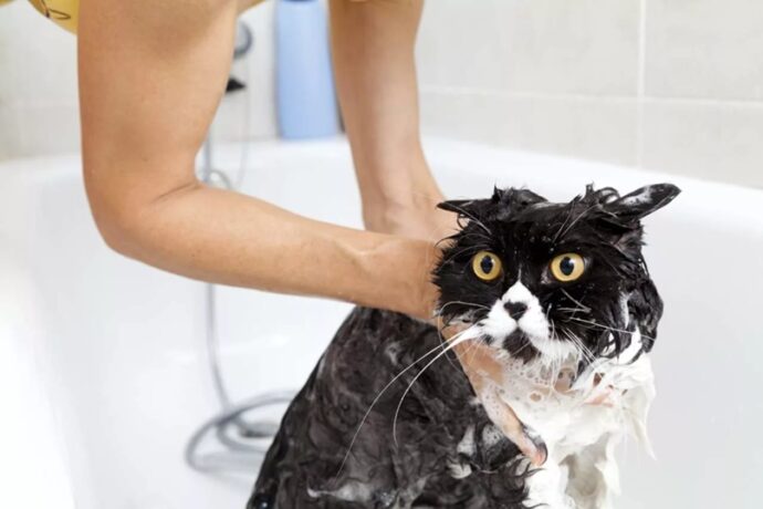 черно-белый кот в ванной
