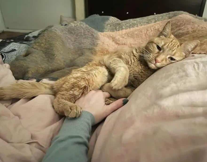 кот на кровати