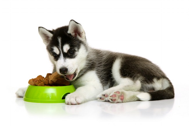 щенок хаски возле миски с едой