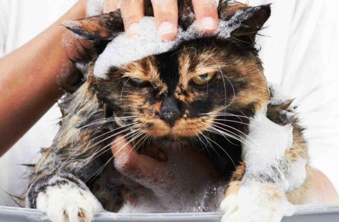 кошке намыливают голову