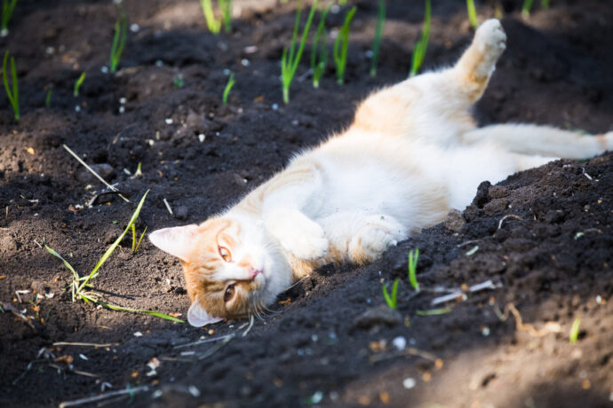 рыже-белый кот лежит на земле