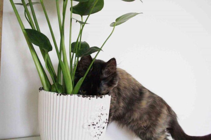 кот ест землю из цветочного горшка