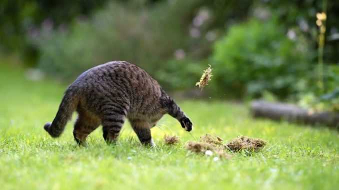 полосатый кот копает землю