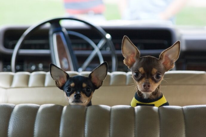 две маленьких собачки в авто