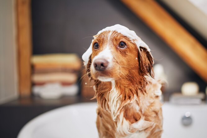 рыжая собака с шампунем на голове
