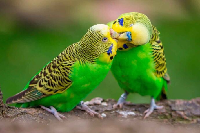 два волнистых попугая зеленого цвета