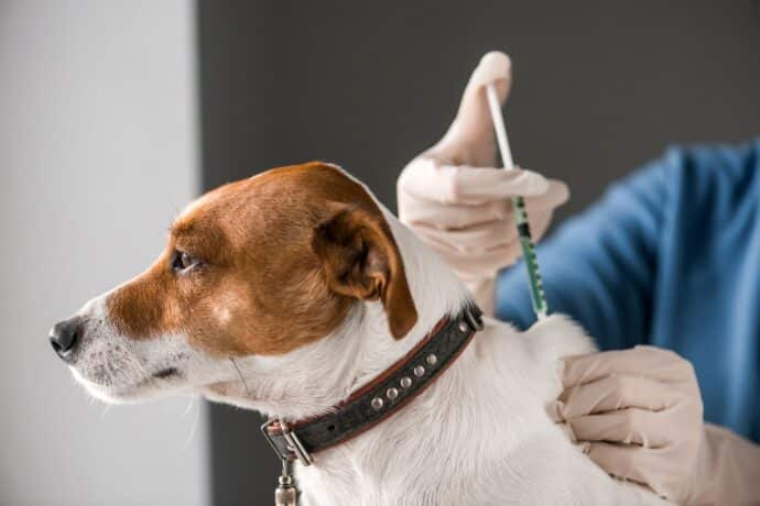 ветеринар колет собаке укол