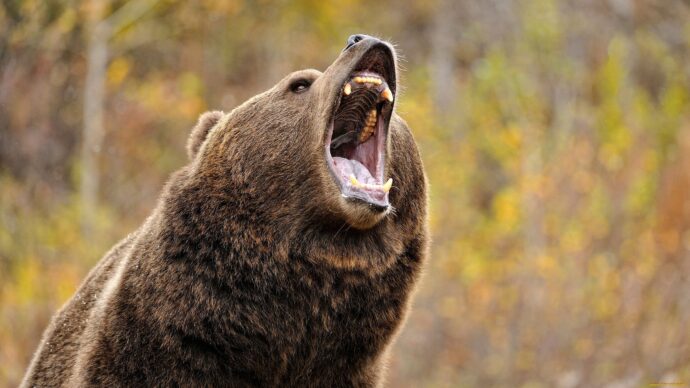 рычащий медведь