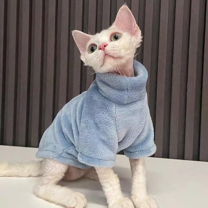 белый кот в голубом свитере