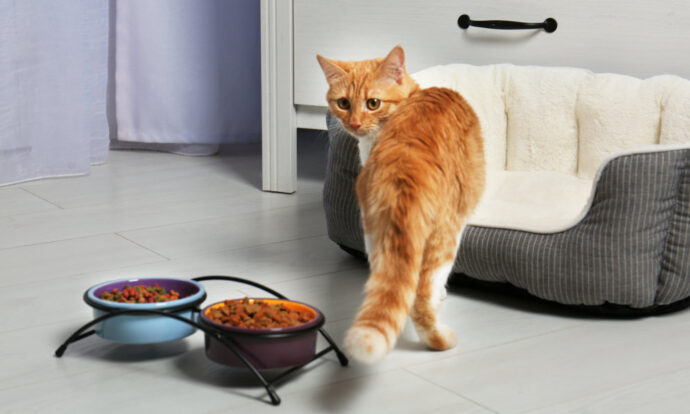 рыжий кот смотрит на миски с кормом