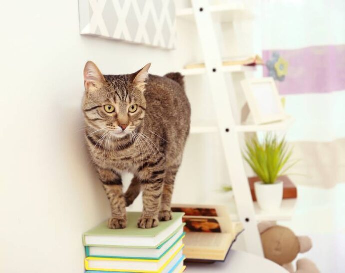 полосатый кот стоит на стопке книг