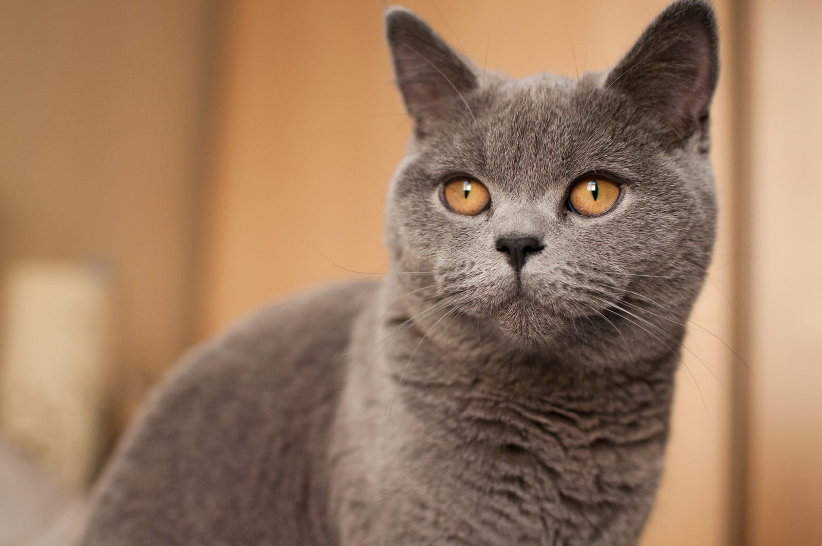 10 пород кошек, которые необходимо знать, и как обеспечить оптимальный уход за ними