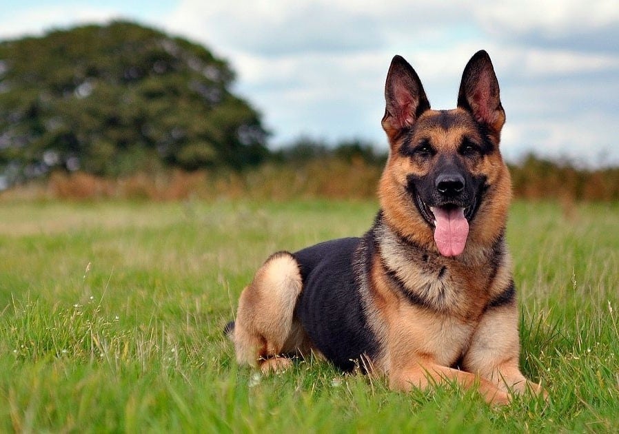 10 пород охранных собак, которые поразят вас своими уникальными качествами