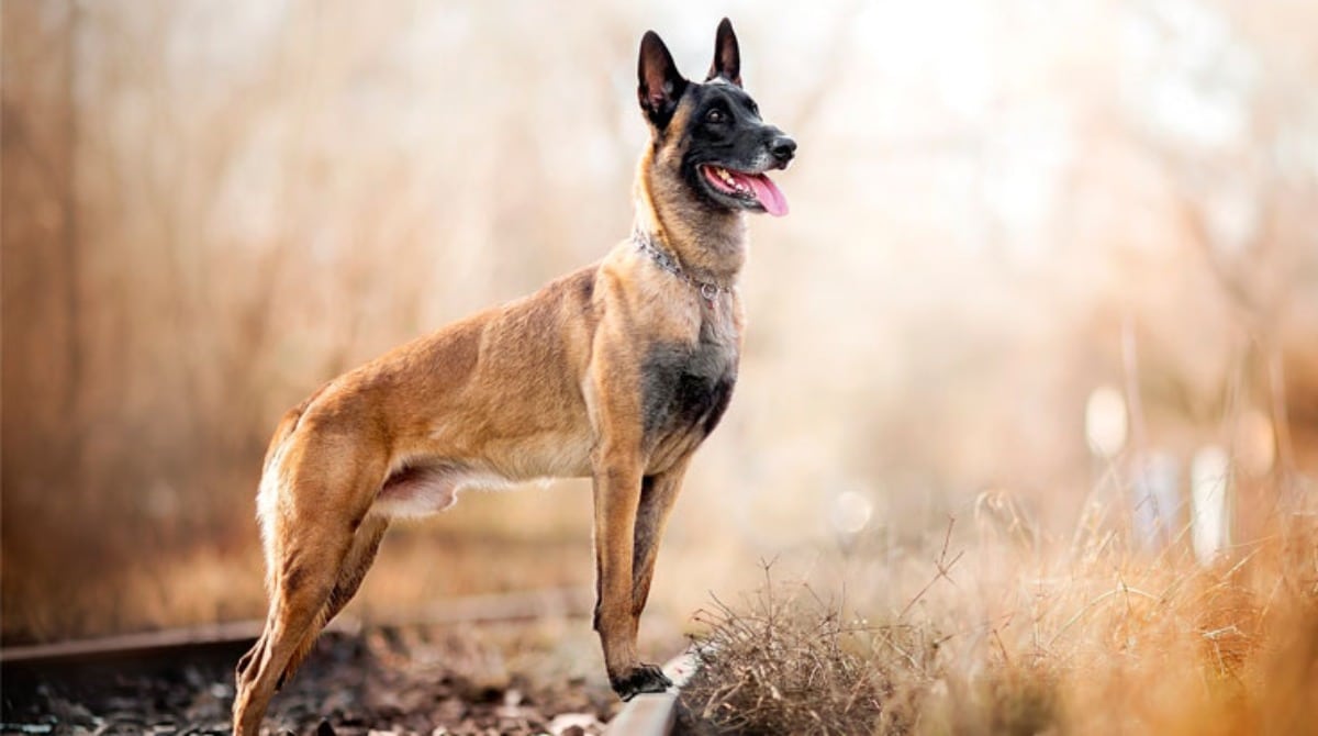 10 пород охранных собак, которые поразят вас своими уникальными качествами