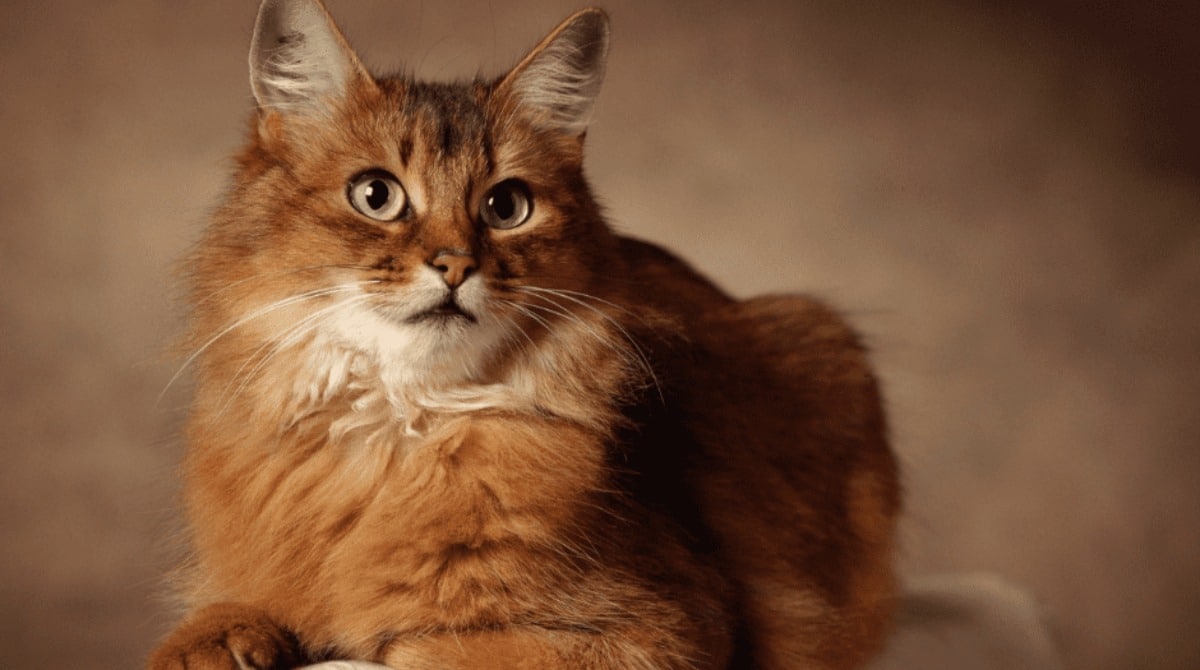10 пород кошек, которые необходимо знать, и как обеспечить оптимальный уход за ними